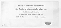 Ovularia tuberculiformis image